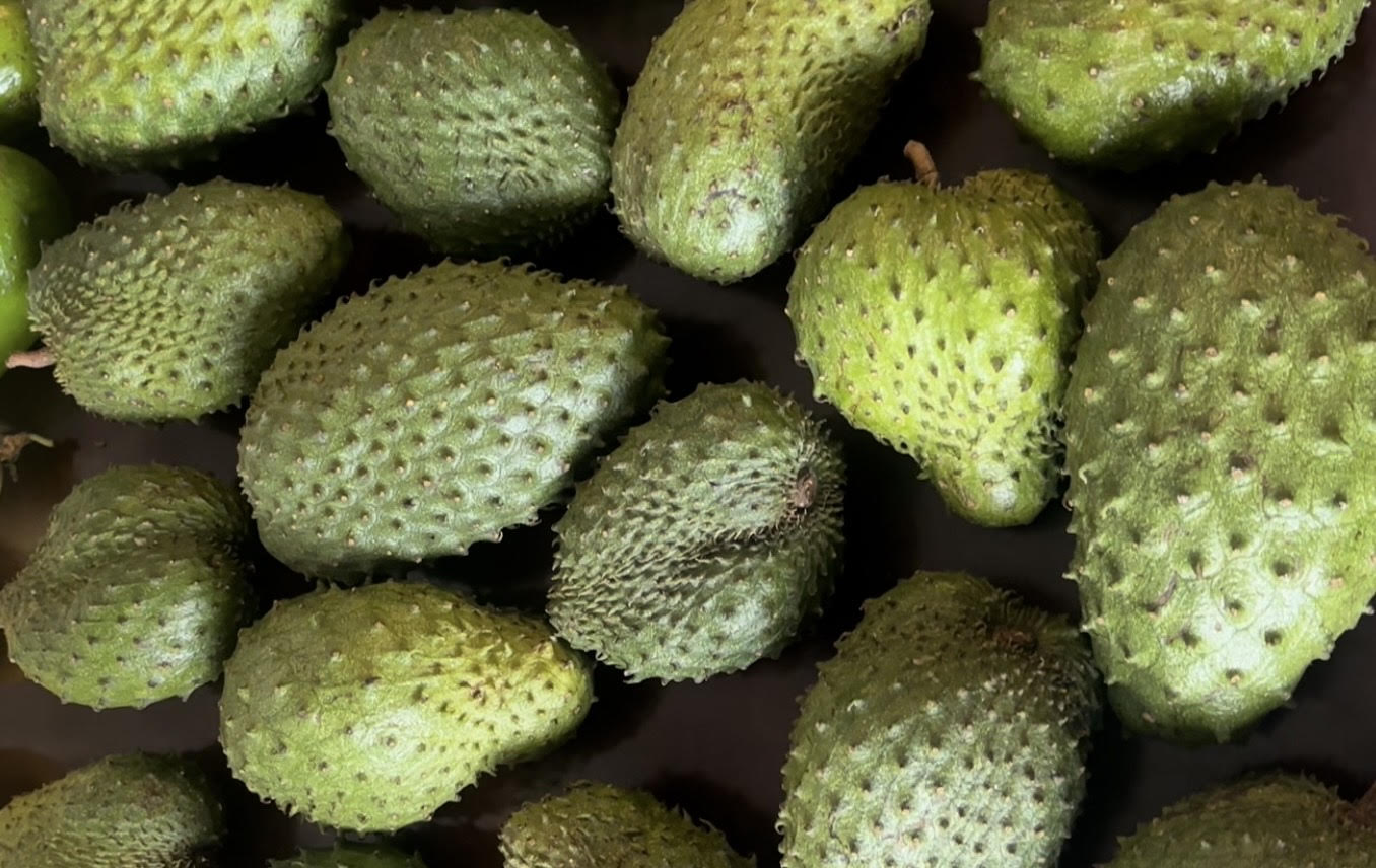 Close-up of green, spiky soursop fruits on a dark background