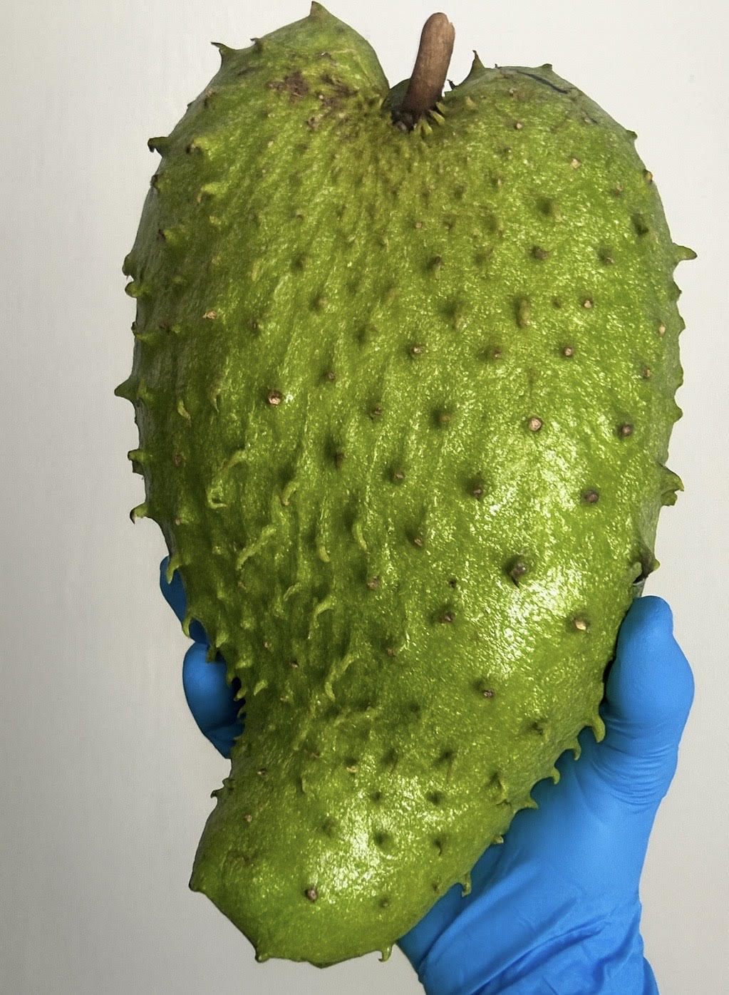 4 Lbs Pure Organic Soursop Segments Crafted for Pristine Quality + Fertile Seeds